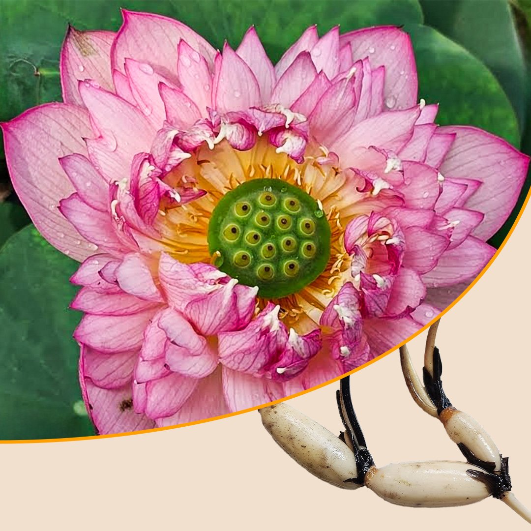 Lotus Vasuki